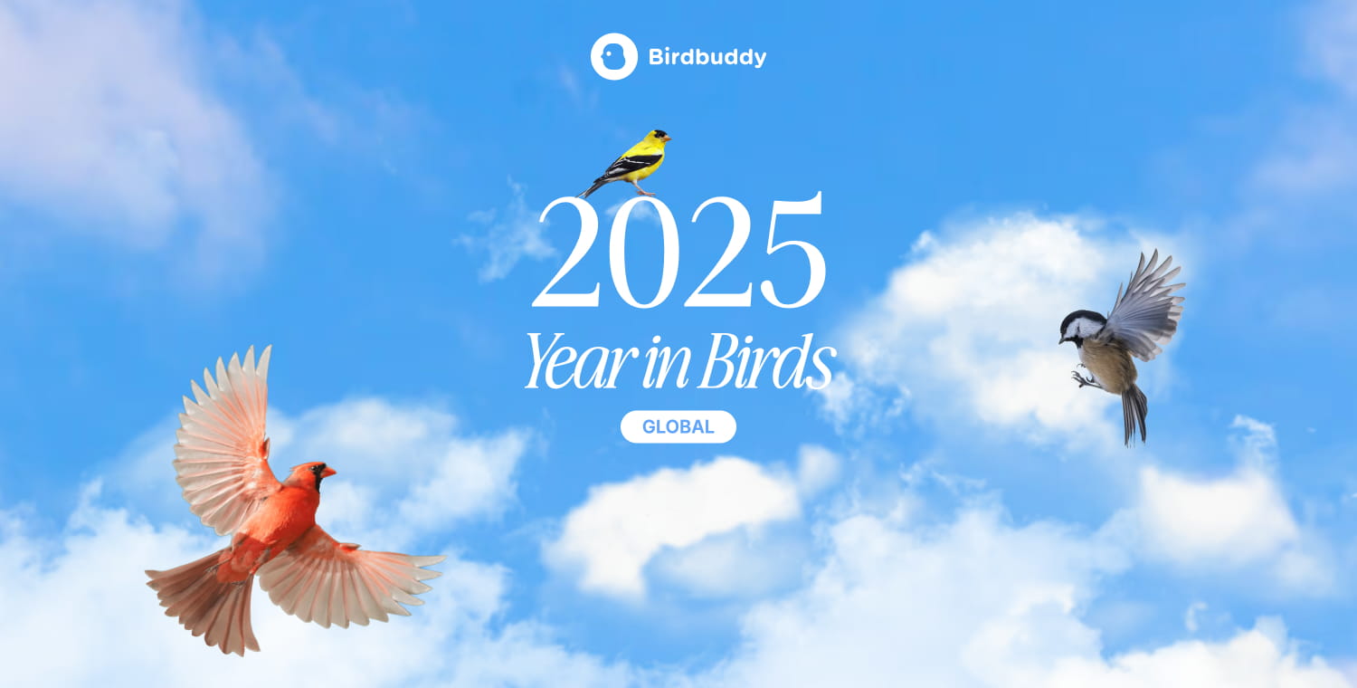 Birdbuddy Year in Birds